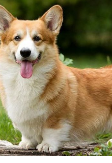 Собака - мечты.