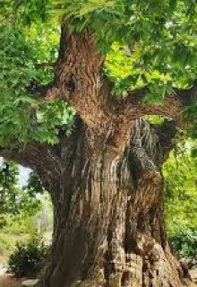 Старое дерево