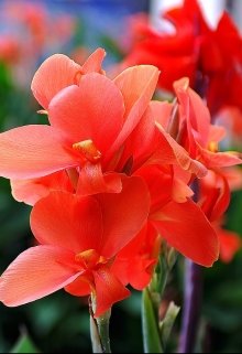 Стеклянные гладиолусы