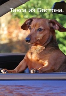 Такса из Бостона.