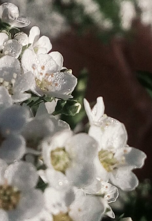 Тихий лес и душа