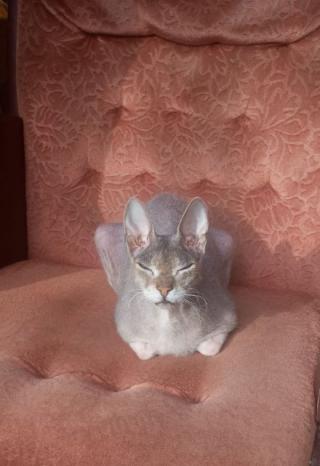 Внеземной Мряу 2