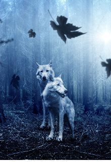 Волчье счастье