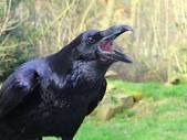 Ворон - птица мудрая и говорящая