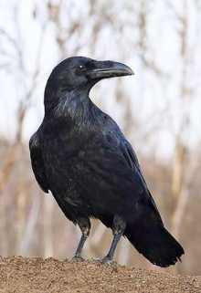 Ворон