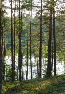 Воспоминание в подарок