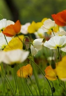 Взгляд «нерастраченной нежности» в глазах одесского мастера