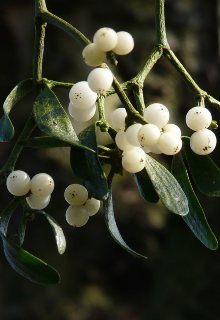 Я люблю тебя