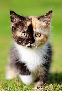 Жизнь кошечки Мии или Подарок судьбы