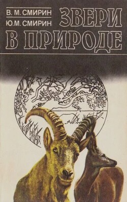 Звери в природе